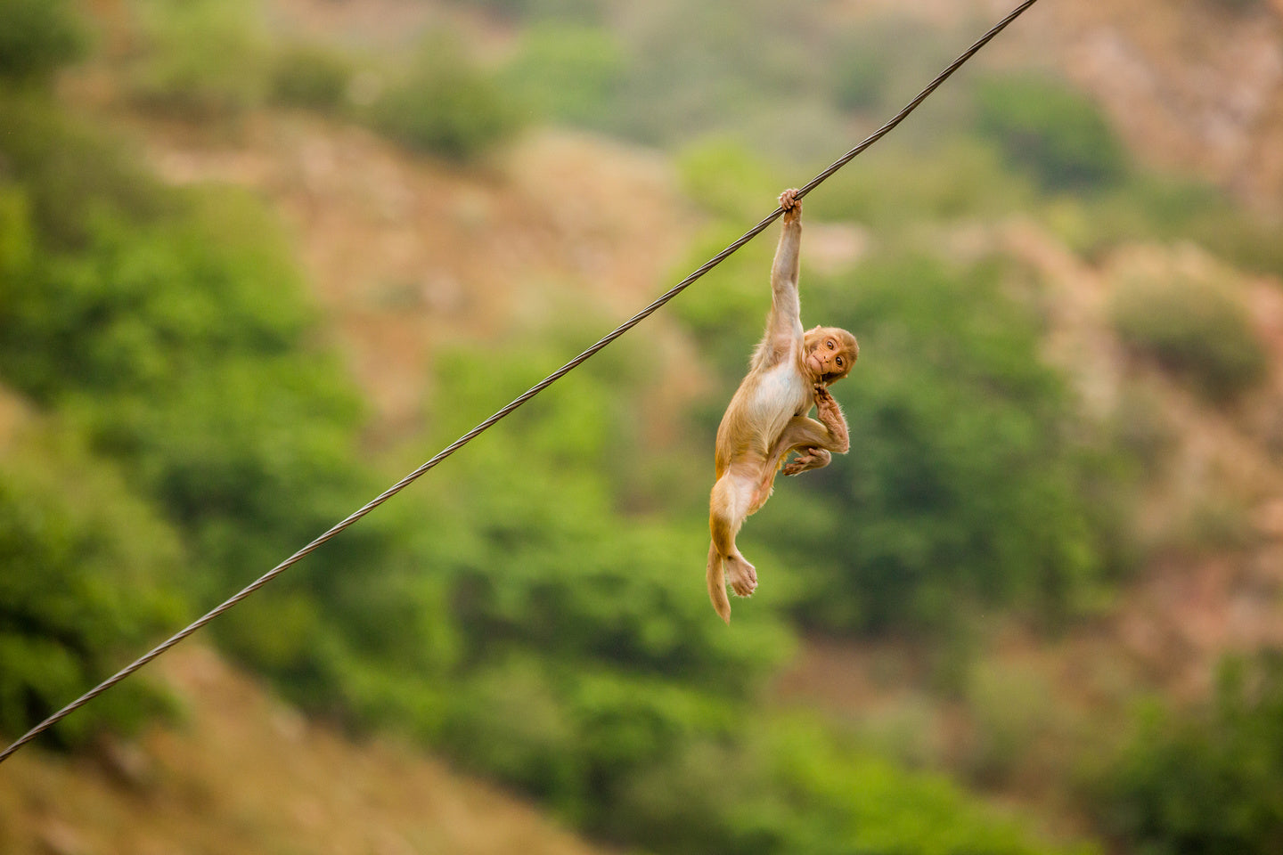 Hanging On in Jaipur, India - Exotic Landscapes