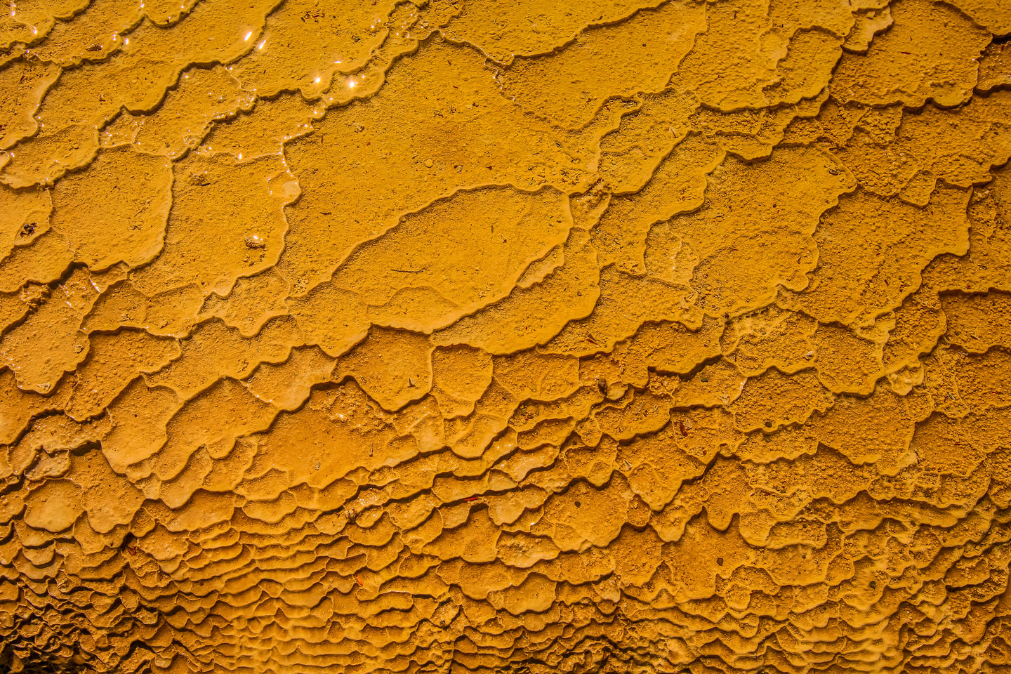 Nature's Patterns in Rotorua, New Zealand - Exotic Landscapes