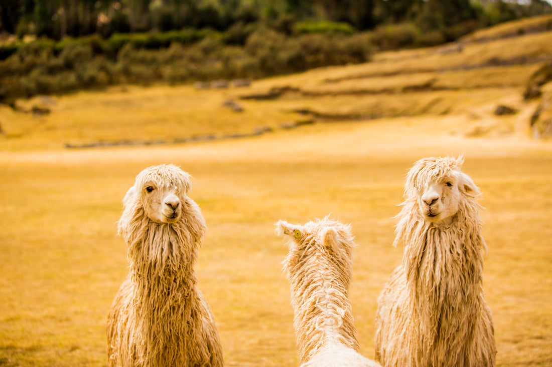 Yellow Alpacas - Peru Series