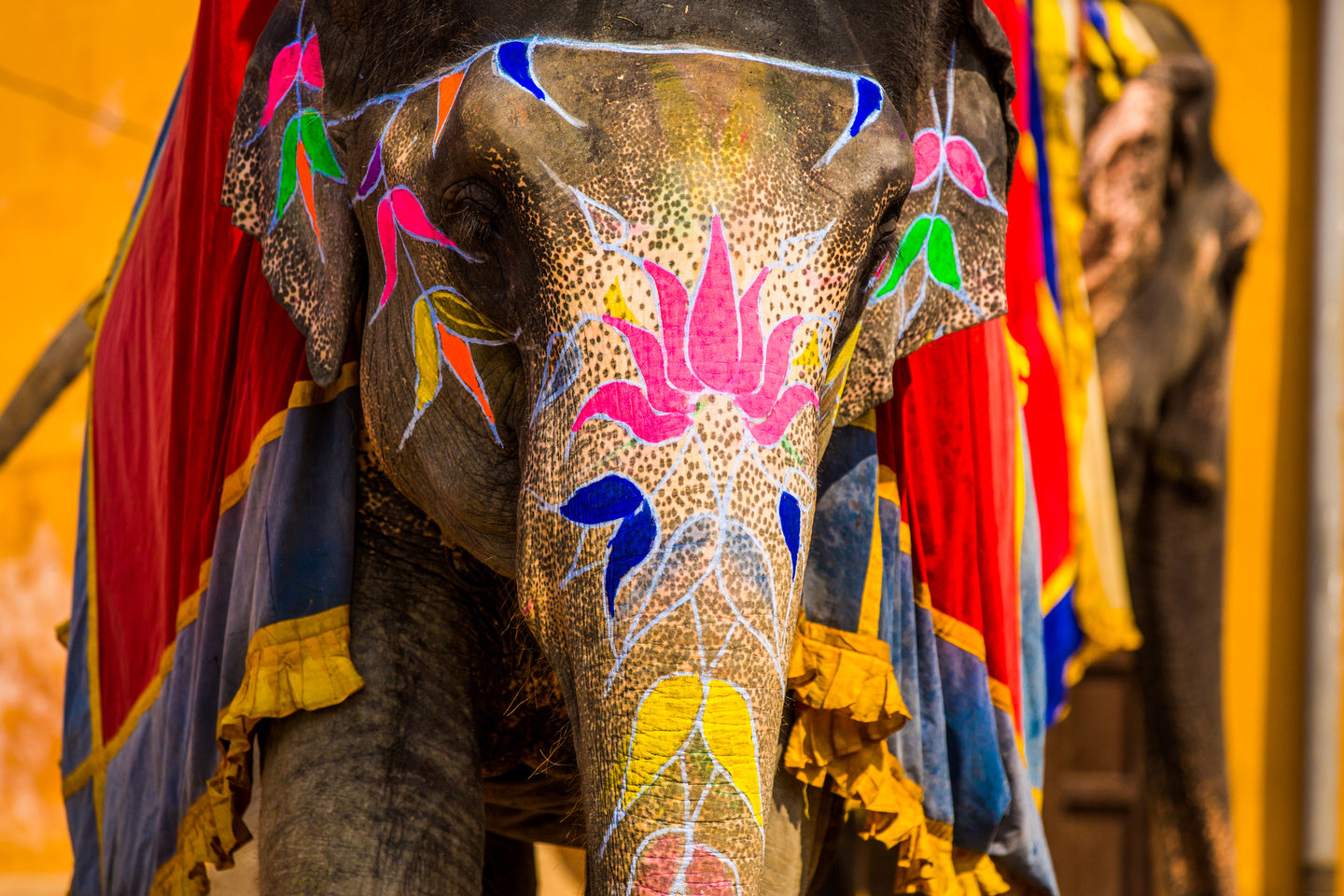 Face Paint in Jaipur, India - Exotic Landscapes