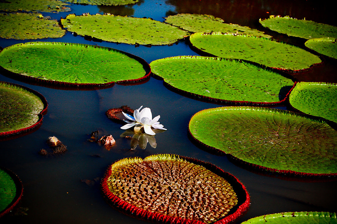 Victoria Water Lily - Peru Series