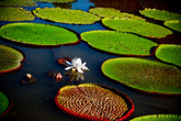 Victoria Water Lily - Peru Series