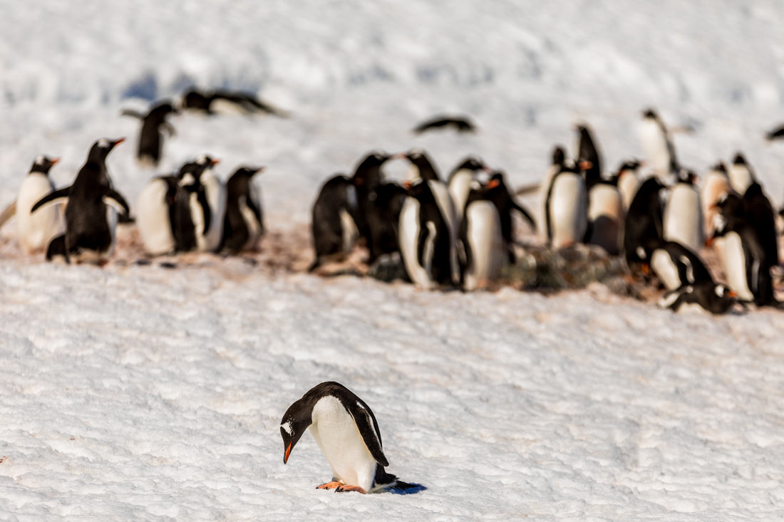 Wild Dance in Antartica - Exotic Landscapes