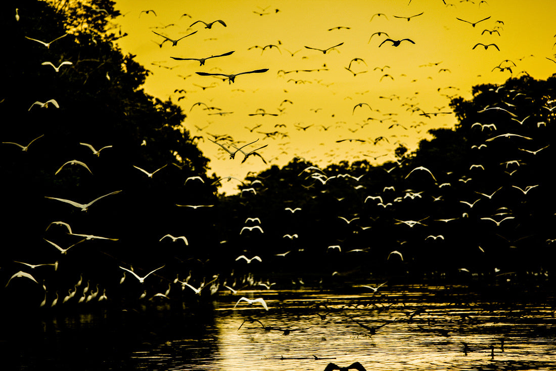 Amazonian Flight - Peru Series