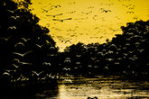 Amazonian Flight - Peru Series