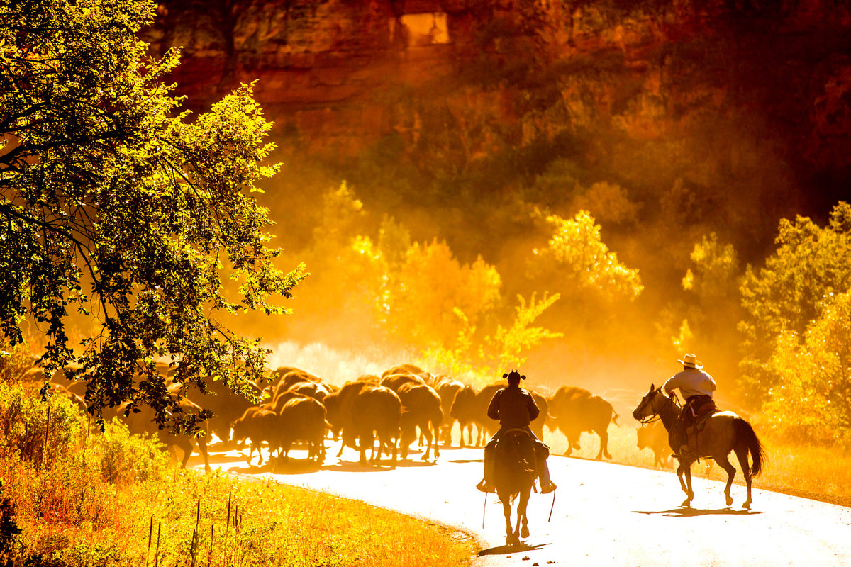 Buffalo Round Up in South Dakota, USA - Exotic Landscapes