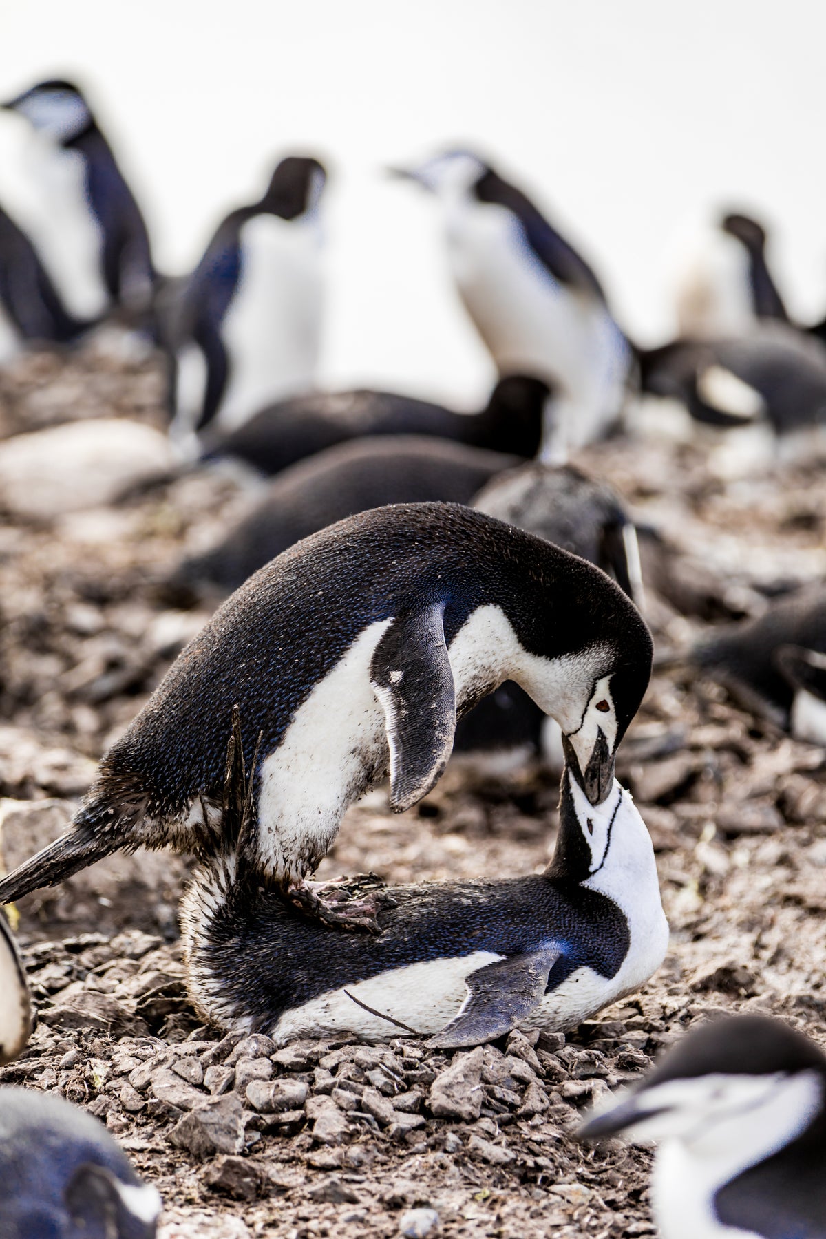 Southern Penguins in Antartica - Exotic Landscapes