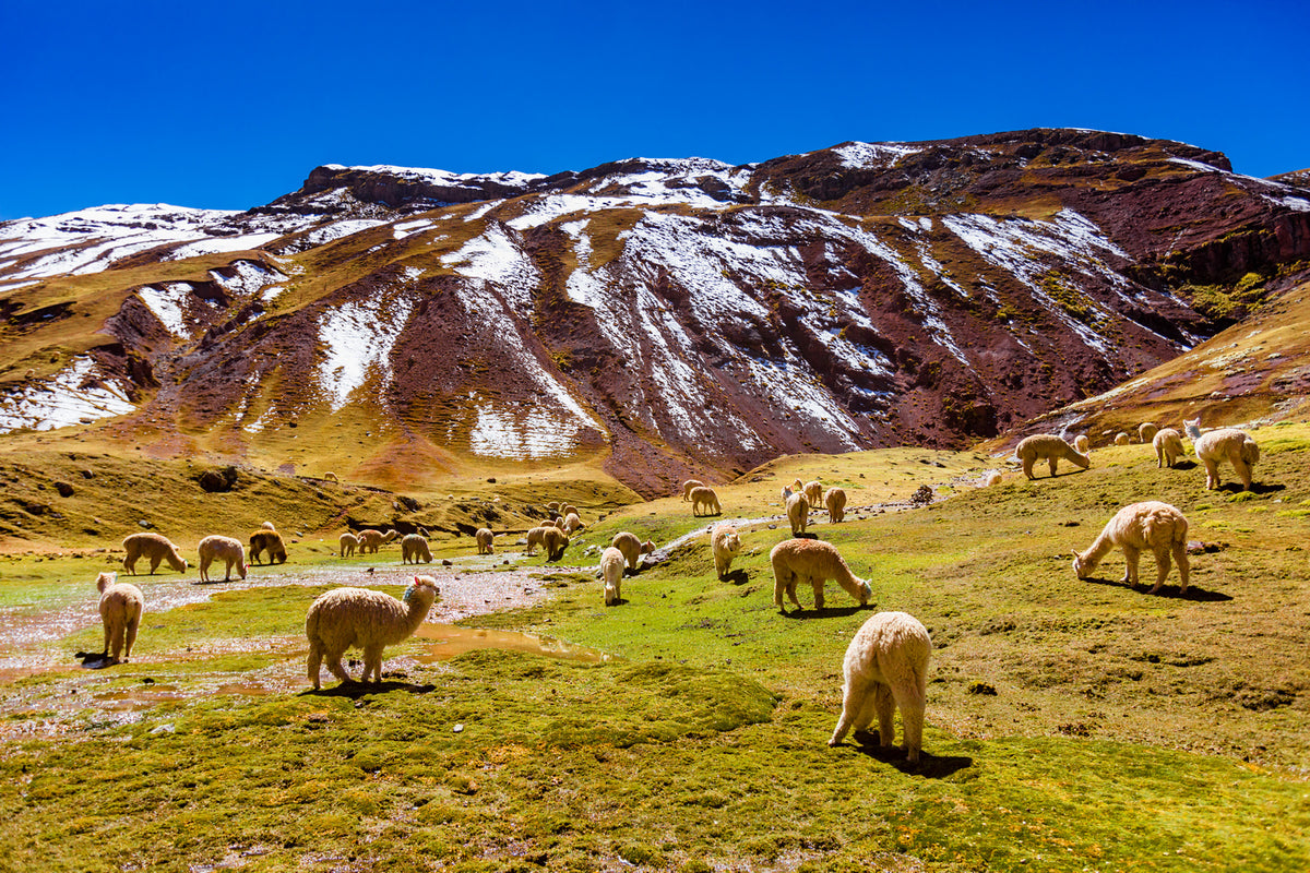 Field of Llamas - Peru Series