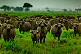 Head on Wild in Tanzania - Exotic Landscapes