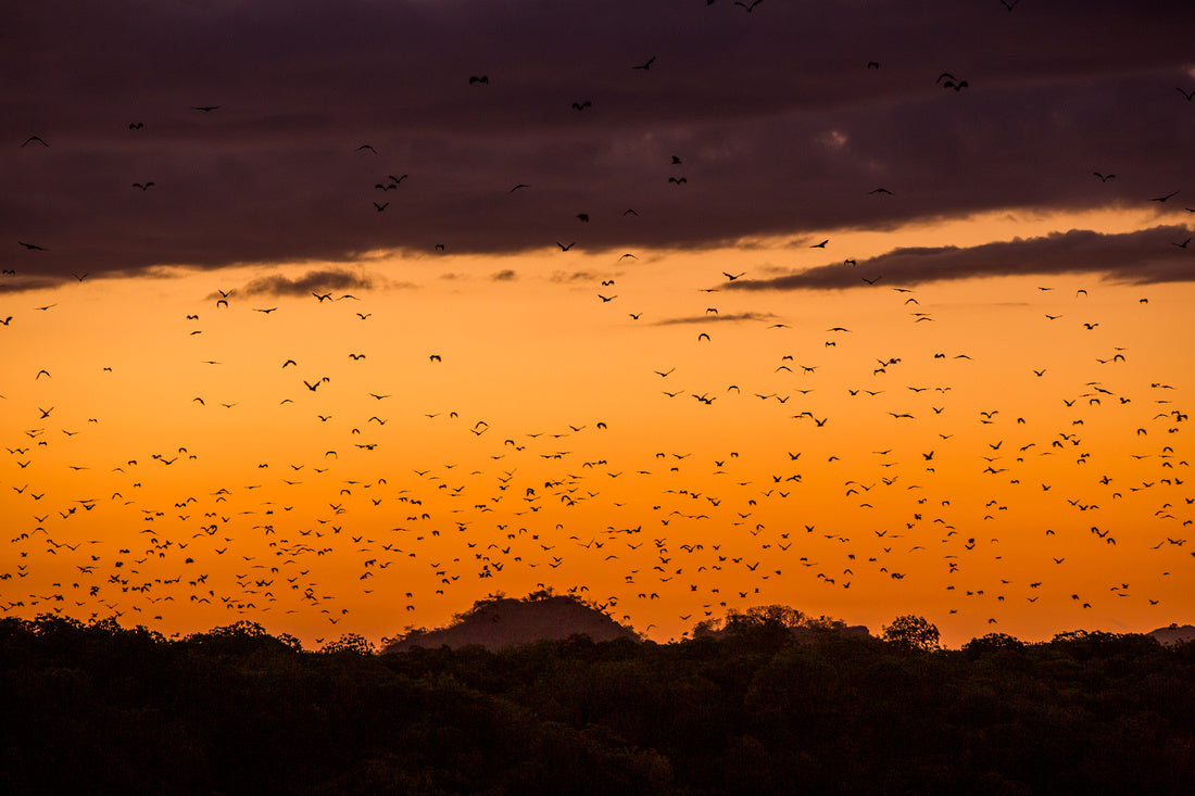 Sunset Birds on Komodo Island, Indonesia - Exotic Landscapes