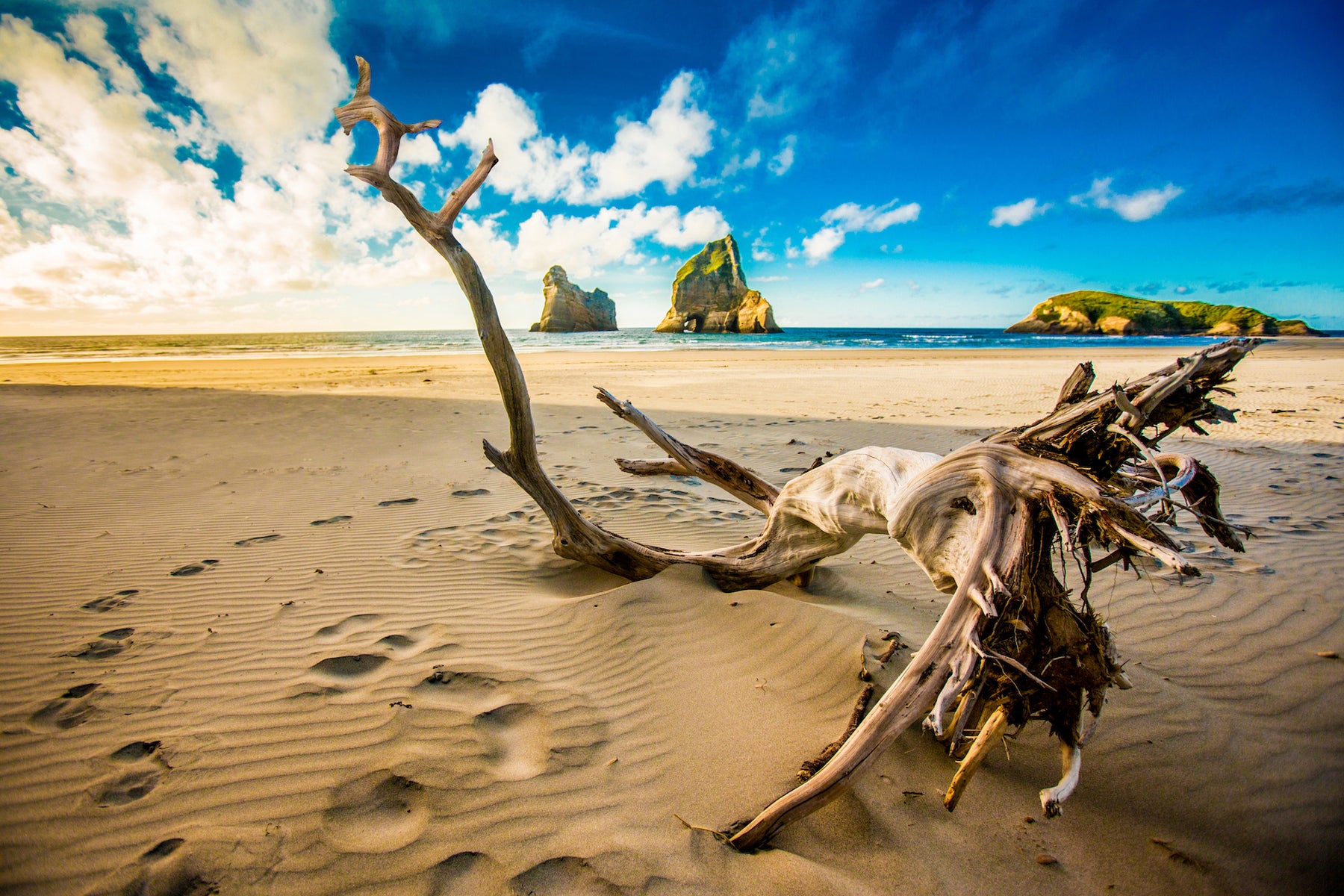 Driftwood at the Golden Bay, New Zealand - Exotic Landscapes